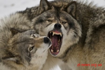 На Житомирщині село Обіходи вже кілька місяців тероризують вовки