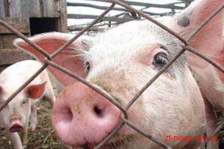В Бердичівському районі виявлено спалах африканської чуми свиней