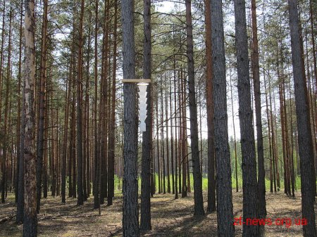 В лісах Народицького лісгоспу для шкідників розвісили пастки