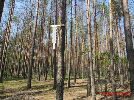 В лісах Народицького лісгоспу для шкідників розвісили пастки