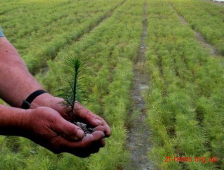 Лісівники Житомирщини висадили цієї весни 25 млн дерев