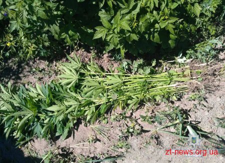 На Звягельщині поліцейські виявили незаконні посіви нарковмісних рослин