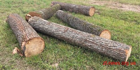 30 дубів незаконно вирізали на вихідних у Ємільчинських лісах