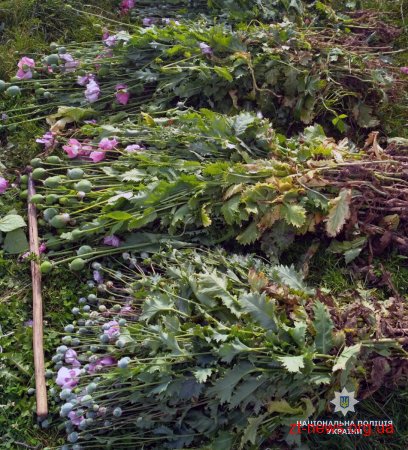 Майже тисячу рослин маку вилучили поліцейські на ділянках жителів Овруцького району за добу