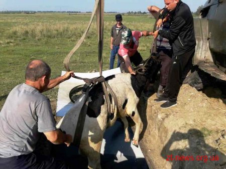 На Житомирщині корова впала у цистерну
