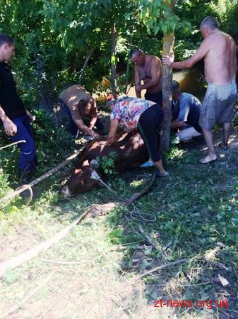 На Житомирщині корова впала з обриву у річку