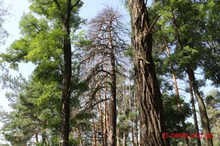 У Гідропарку видалять 197 аварійних дерев