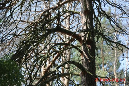 У Гідропарку видалять 197 аварійних дерев