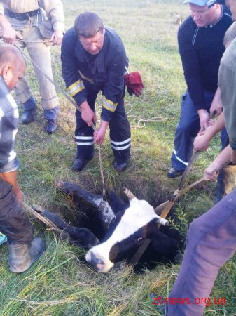 У Житомирській області рятувальники дістали з меліораційного колодязя корову