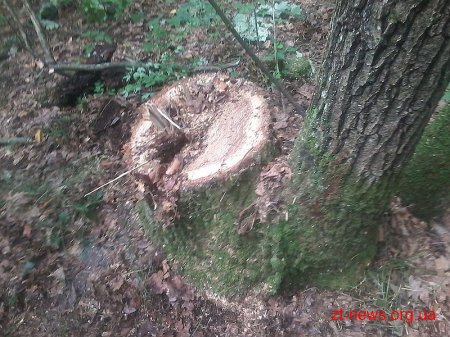 Чоловіків, які зрізали 5 дубів поблизу Житомира, затримали працівники лісової охорони