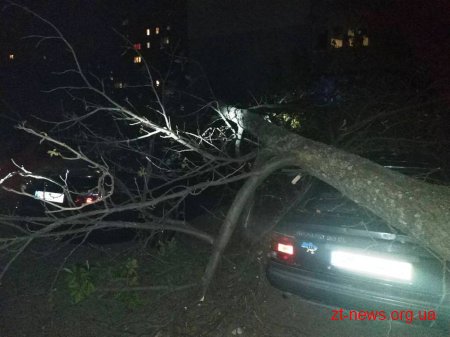 У Житомирі сухе дерево впало на два автомобілі