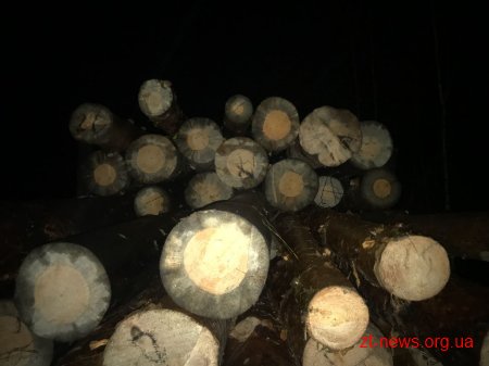 Незаконну порубку лісу виявили прикордонники в Олевському районі