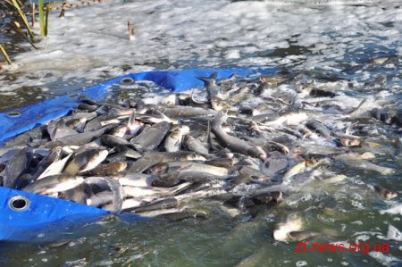 В річку Тетерів запустили 2,3 тонни рослиноїдної риби