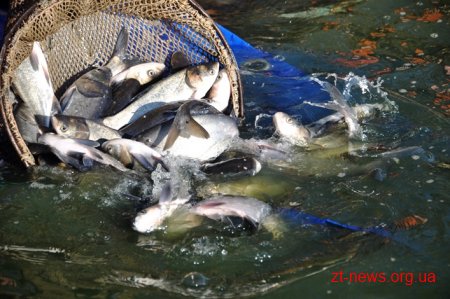 В річку Тетерів запустили 2,3 тонни рослиноїдної риби