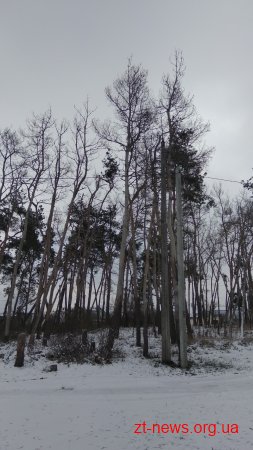 На вулиці Северина Наливайка зріжуть 111 дерев