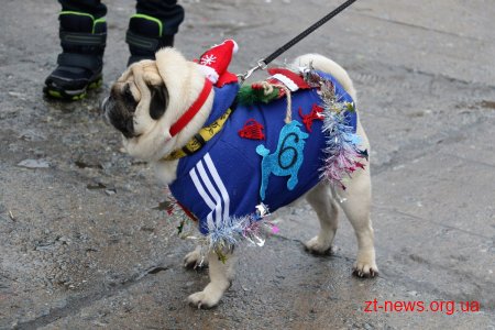 &#8203;На майдані Корольова у Житомирі влаштували костюмоване собаче дефіле