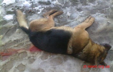 Поблизу Житомира чоловік застрелив собаку, що належить його зятеві