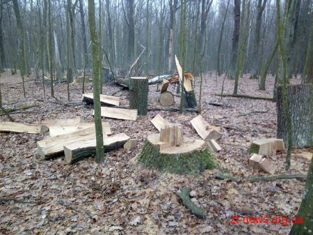 На Житомирщині підпільні лісоруби зрубали 14 дерев