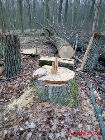 На Житомирщині підпільні лісоруби зрубали 14 дерев