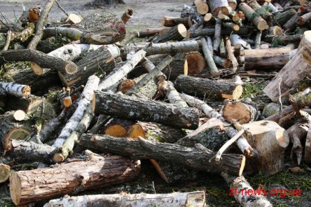 Заступник директора КП "Парк" показав в якому стані були аварійні дерева