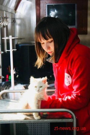 У Житомирі безкоштовно проведуть стерилізацію безпритульних кішок та котів