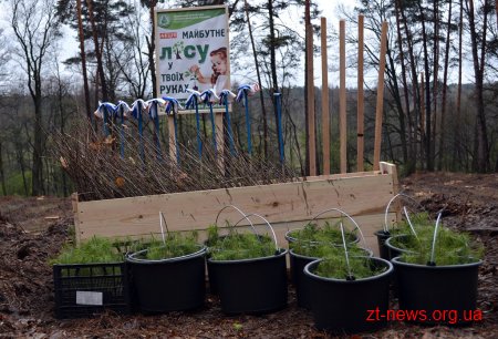 23,5 млн молодих дерев висадять цього року на Житомирщині