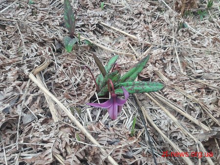 В лісах Бердичівського лісгоспу зацвіла унікальна квітка