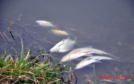 Держрибагентство направило заяву у поліцію щодо масової загибелі риби у річці Случ