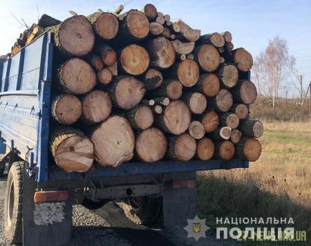 На Житомирщини правоохоронці викрили масштабну схему розкрадання лісу