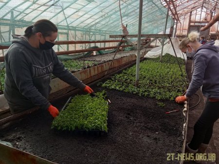 У Житомирі незабаром висадять 75 тисяч квітів