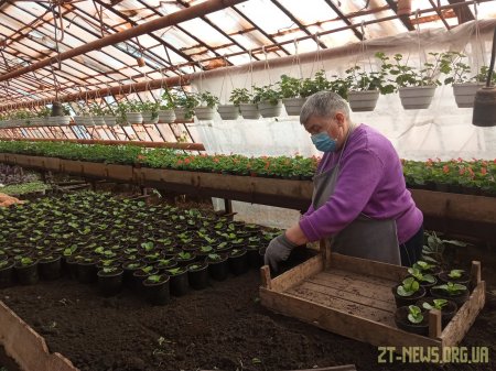 У Житомирі незабаром висадять 75 тисяч квітів