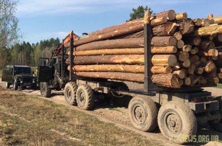 На Житомирщині прикордонники виявили незаконну порубку та крадіжку лісу 