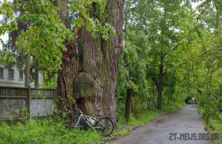 Стара верба, яку знайшов житомирянин на околиці міста, не може входити до десятки найстаріших дерев України