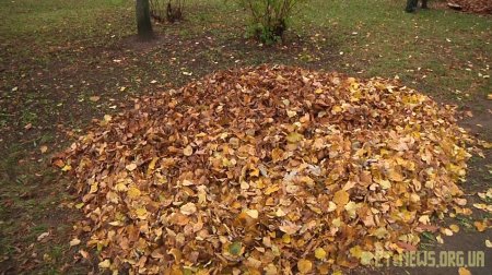 У Житомирі "Зеленбуд" щорічно переробляє на компост від 30 до 50 тонн опалого листя