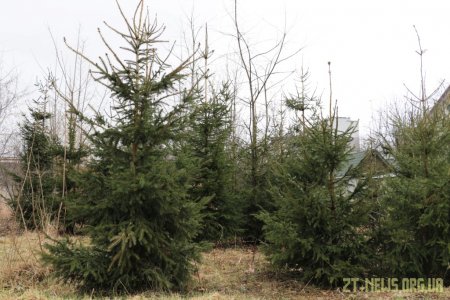 1000 нових дерев з’явиться у Житомирі