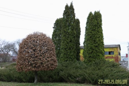 1000 нових дерев з’явиться у Житомирі