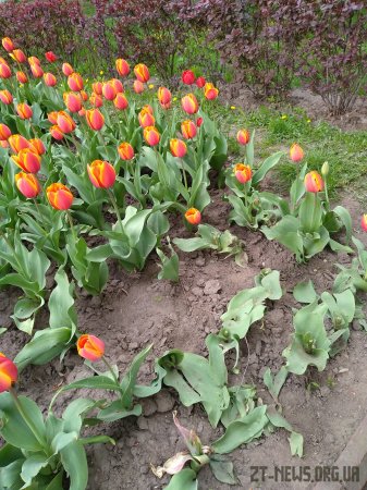 Поблизу пам’ятника жертвам Голодомору вкрали нещодавно висаджені тюльпани