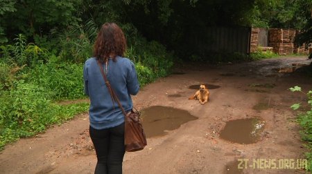 У Житомирі триває підрахунок вуличних собак