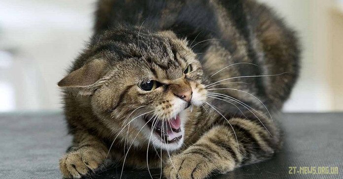 На Житомирщині зафіксували випадок сказу тварин, хворобу виявили у кота