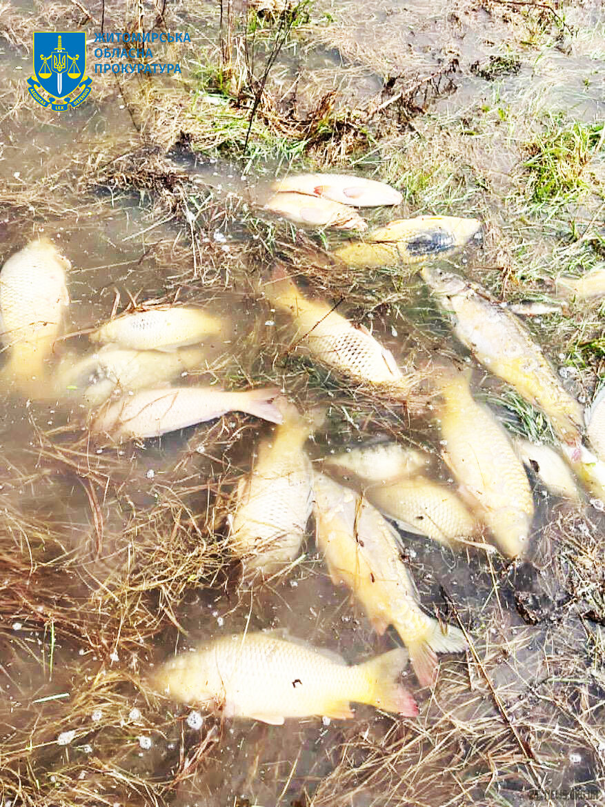У Радомишльській громаді в озері виявили масову загибель риби