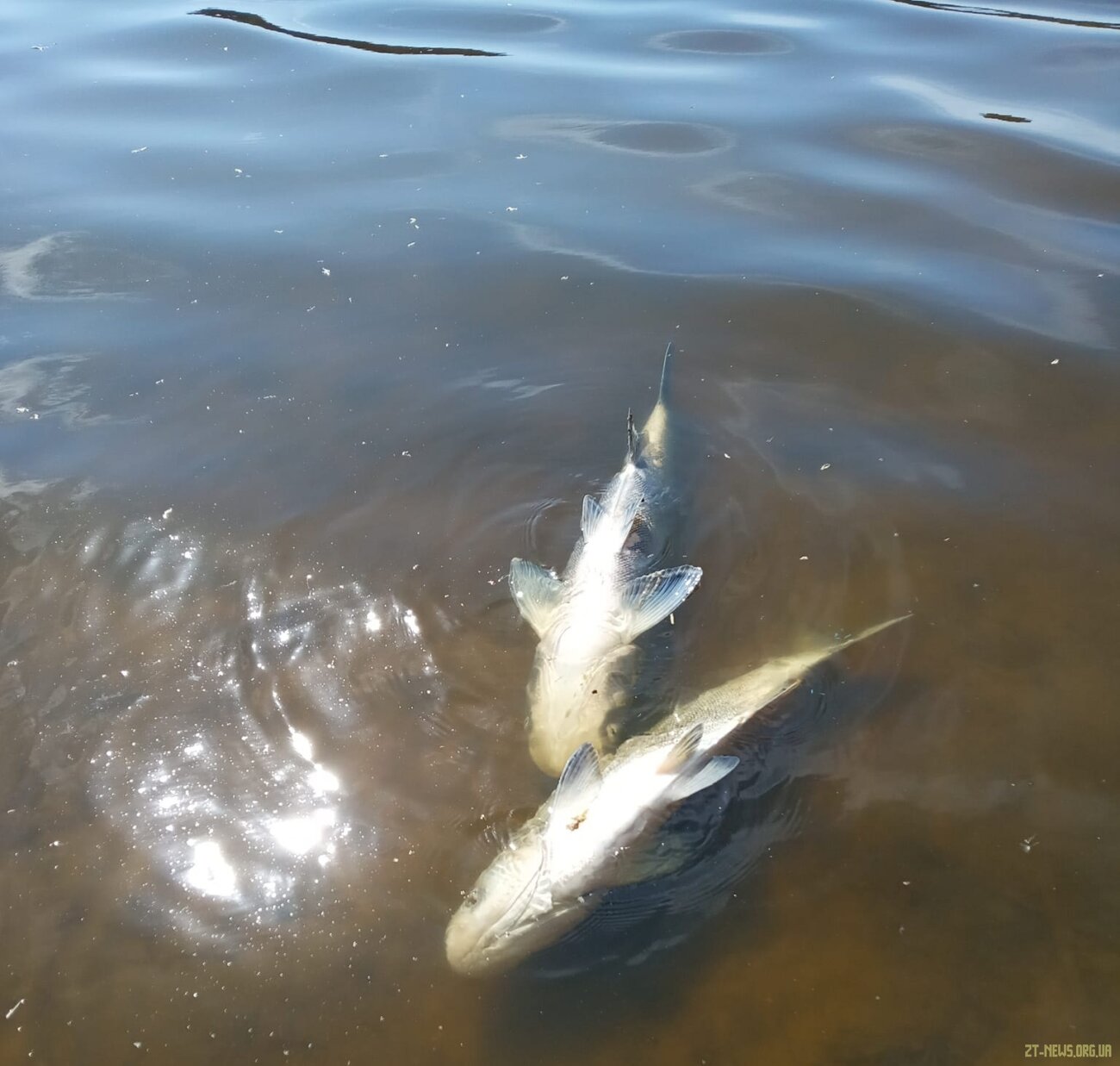 Мертва риба на пляжах Гідропарку: у чому причина?