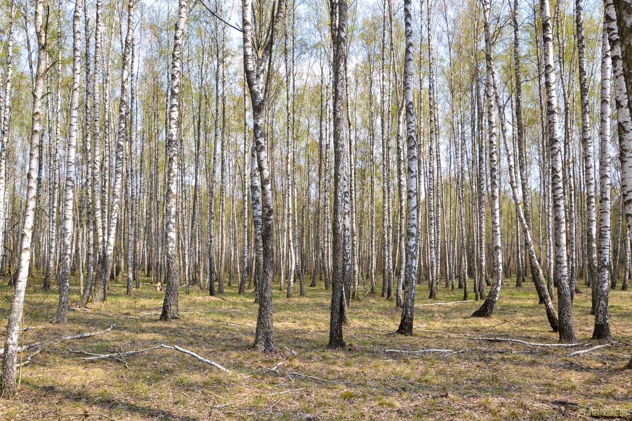 Самовільна рубка в лісах Житомирщини призвела до загибелі місцевого жителя