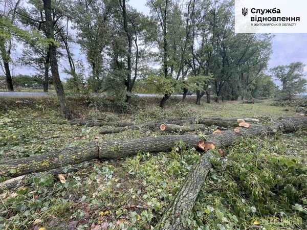 На Житомирщині понад 130 дерев самовільно зрубано у смузі відводу державної дороги