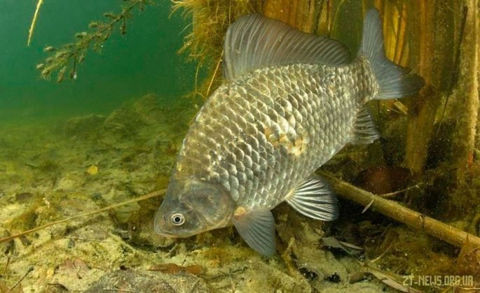 З 1 листопада на водоймах Житомирщини встановлюється заборона на вилов риби у зимувальних ямах